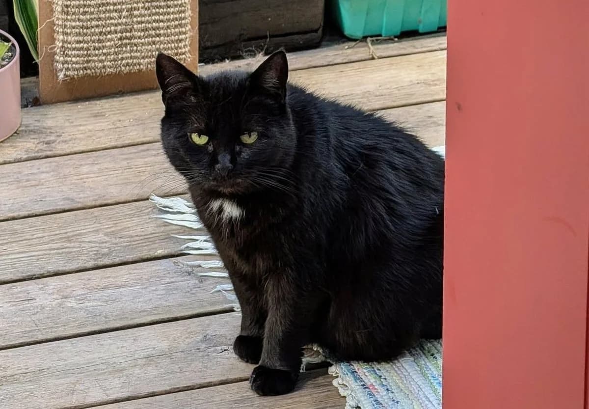 Edith Dalby, female senior Mixed Breed for adoption at Katthem