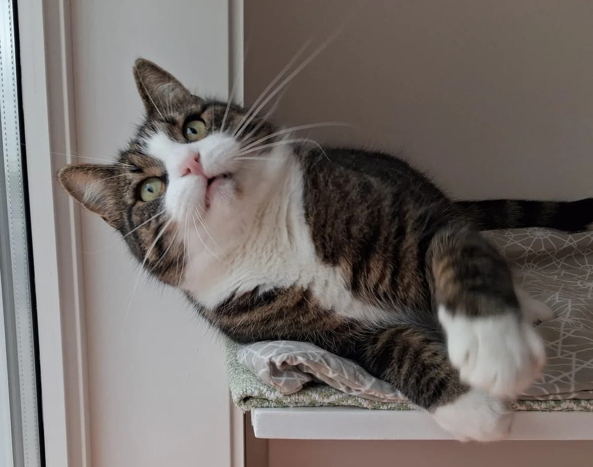 Matti West, male 6yo Mixed Breed for adoption at Katthem