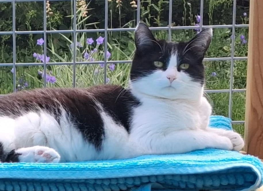 Maja Gräddnos-Adel, female 5yo Mixed Breed for adoption at Katthem