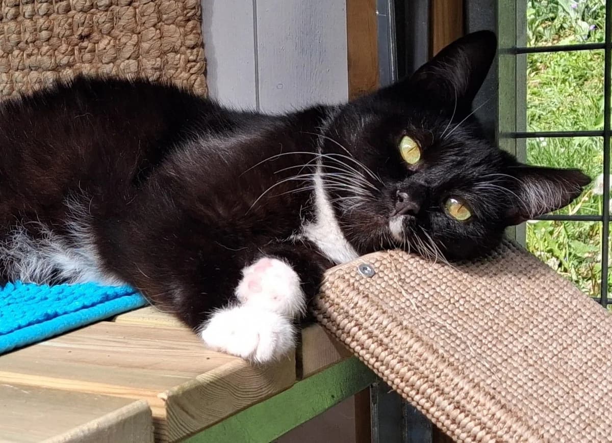 Olle Adel, male 7yo Mixed Breed for adoption at Katthem