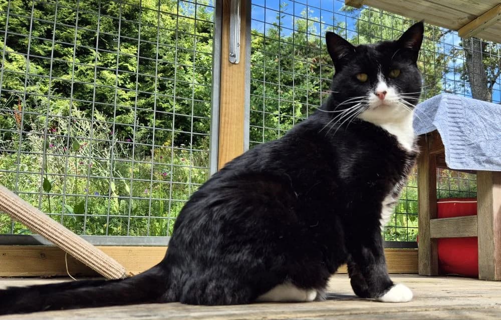 Egon Adel, male senior Mixed Breed for adoption at Katthem