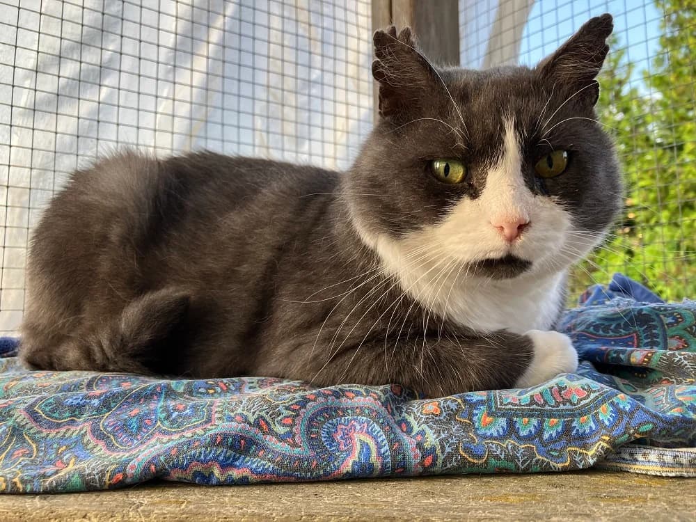 Mr Douglas, male senior Mixed Breed for adoption at Katthem
