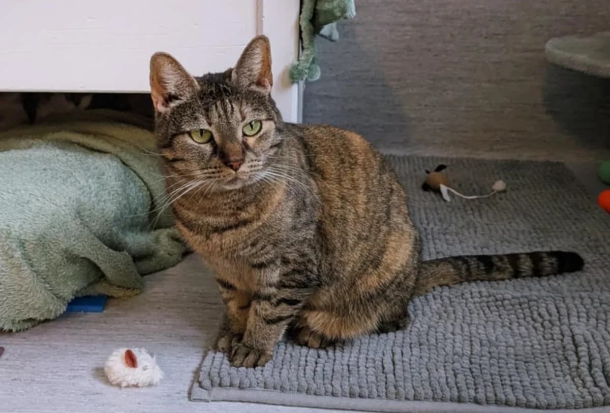 Pyret Äng, gra female 7yo Mixed Breed for adoption at Katthem