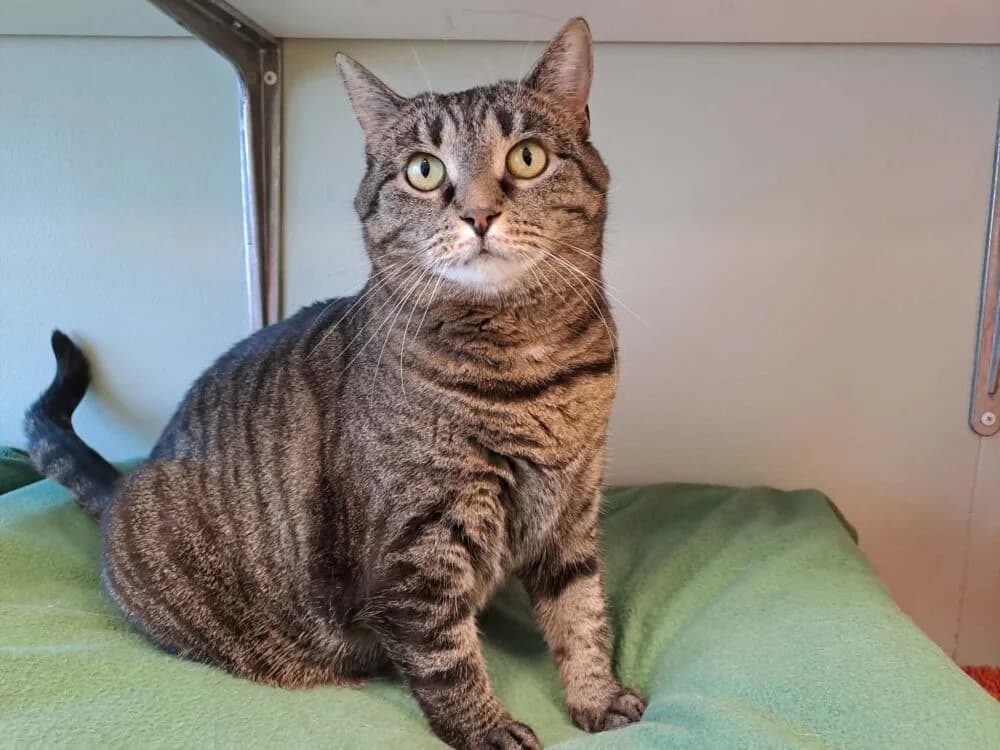 Nellie Nice, grå female 6yo Mixed Breed for adoption at Katthem
