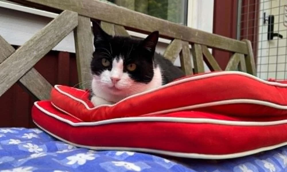 Tiffany Torp, gra female senior Mixed Breed for adoption at Katthem
