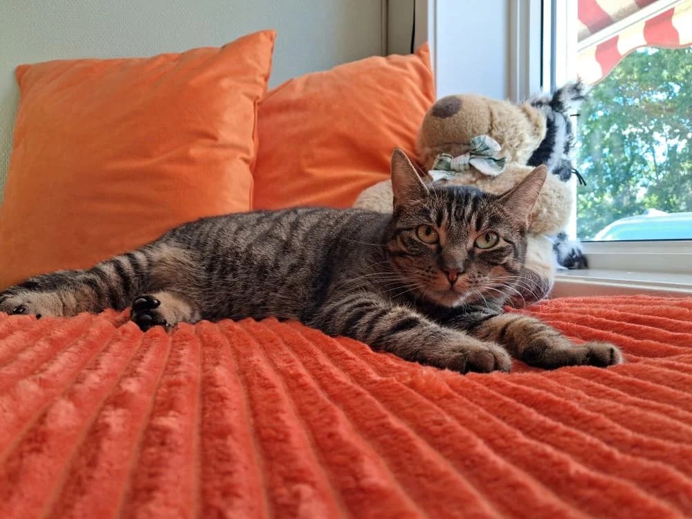 Sissa Torp, gra female 3yo Mixed Breed for adoption at Katthem