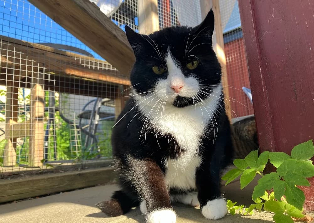 Liw Lind, gra female senior Mixed Breed for adoption at Katthem