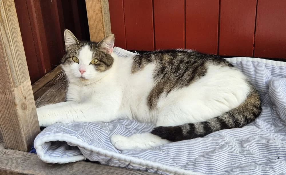 Zara Zäta, gra female 5yo Mixed Breed for adoption at Katthem
