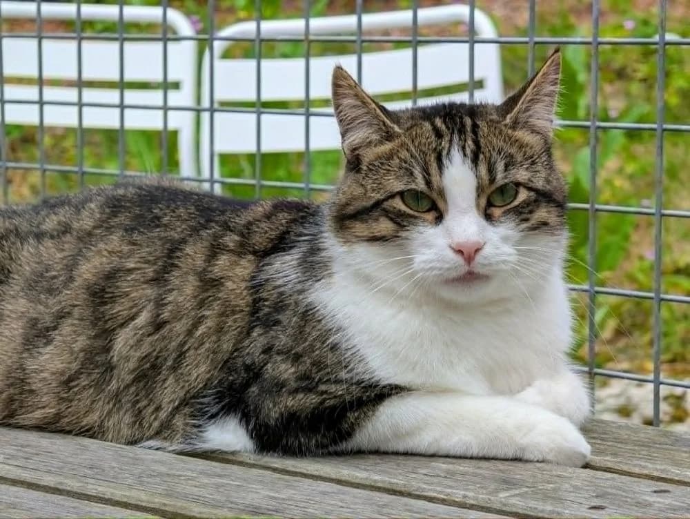 Zid Zäta, gra male 3yo Mixed Breed for adoption at Katthem