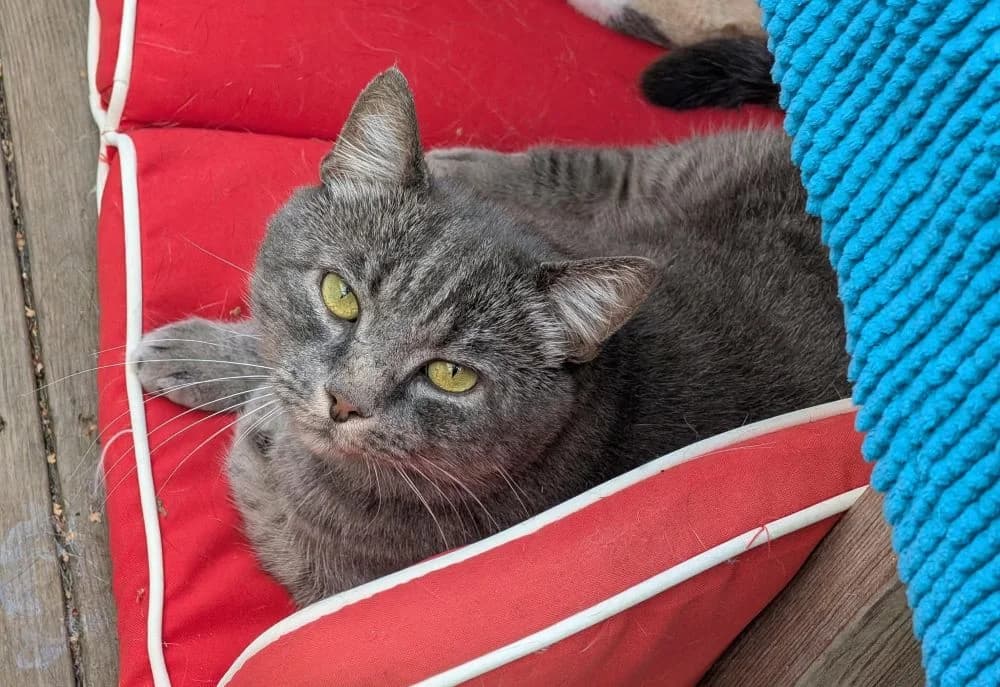Robin Fimaz, gra male 5yo Mixed Breed for adoption at Katthem