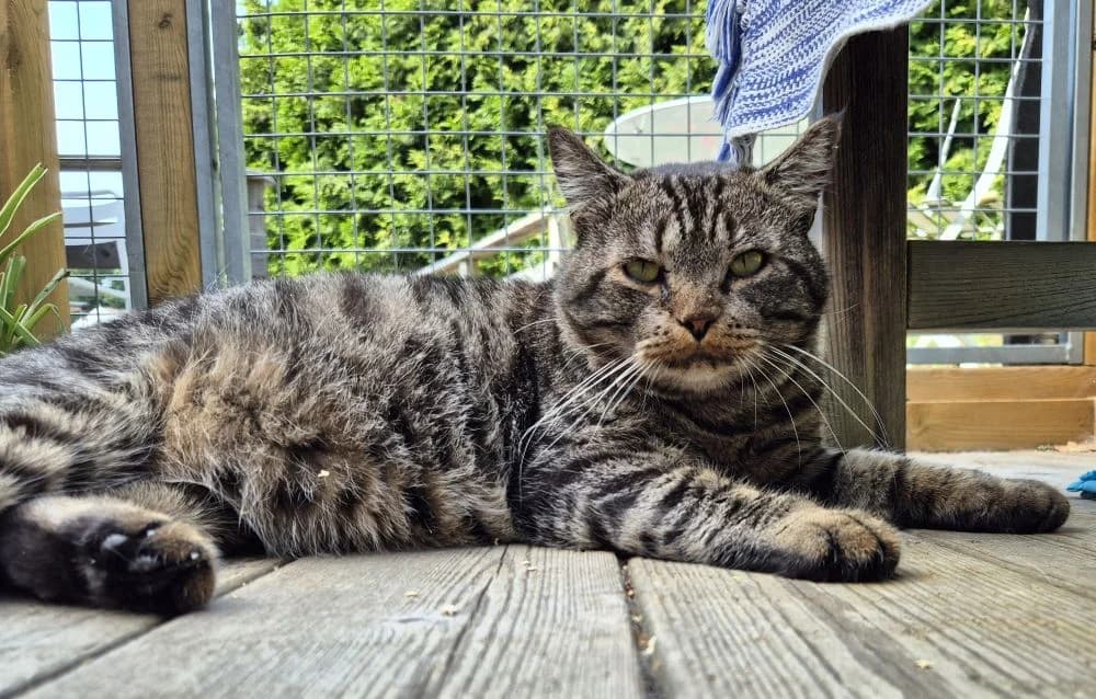 Ricky Fimaz, gra male 6yo Mixed Breed for adoption at Katthem