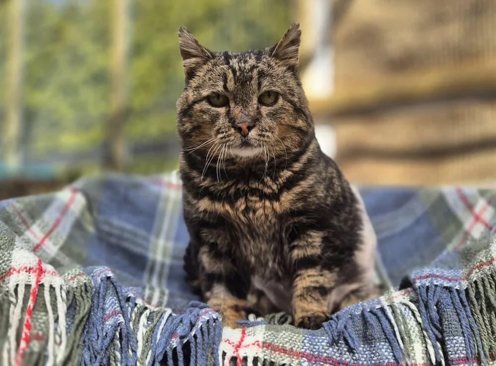 Otis Alister, male senior Mixed Breed for adoption at Katthem