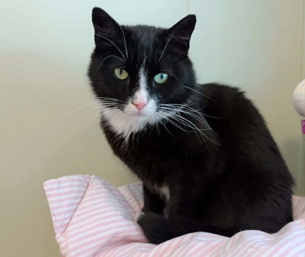Poppe Trapp, male senior Mixed Breed for adoption at Katthem