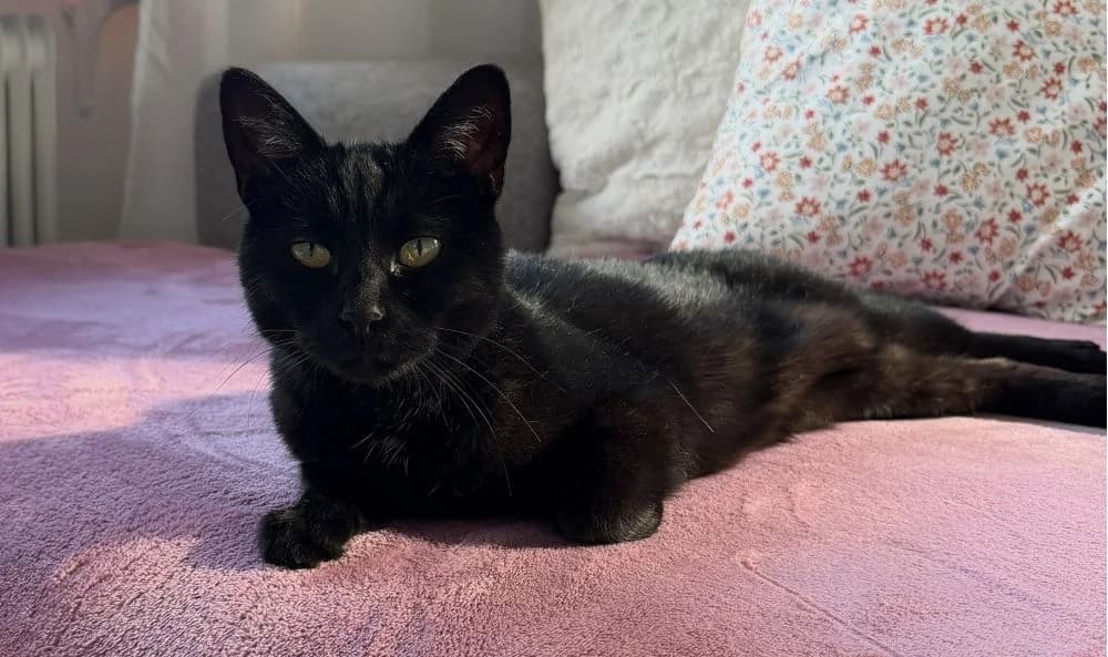Gunilla Bladini, female senior Mixed Breed for adoption at Katthem