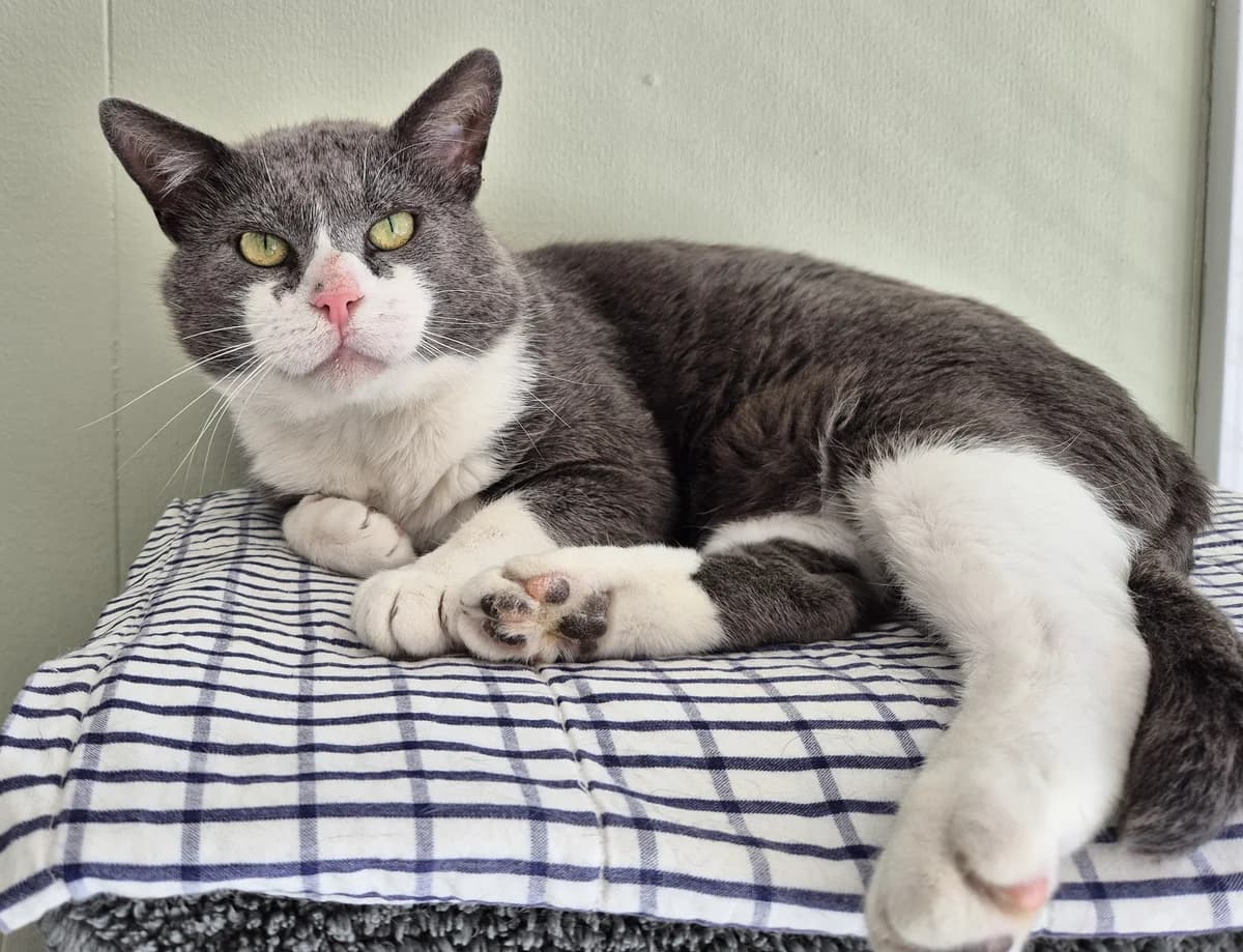 Vide Tjärn, male 6yo Mixed Breed for adoption at Katthem
