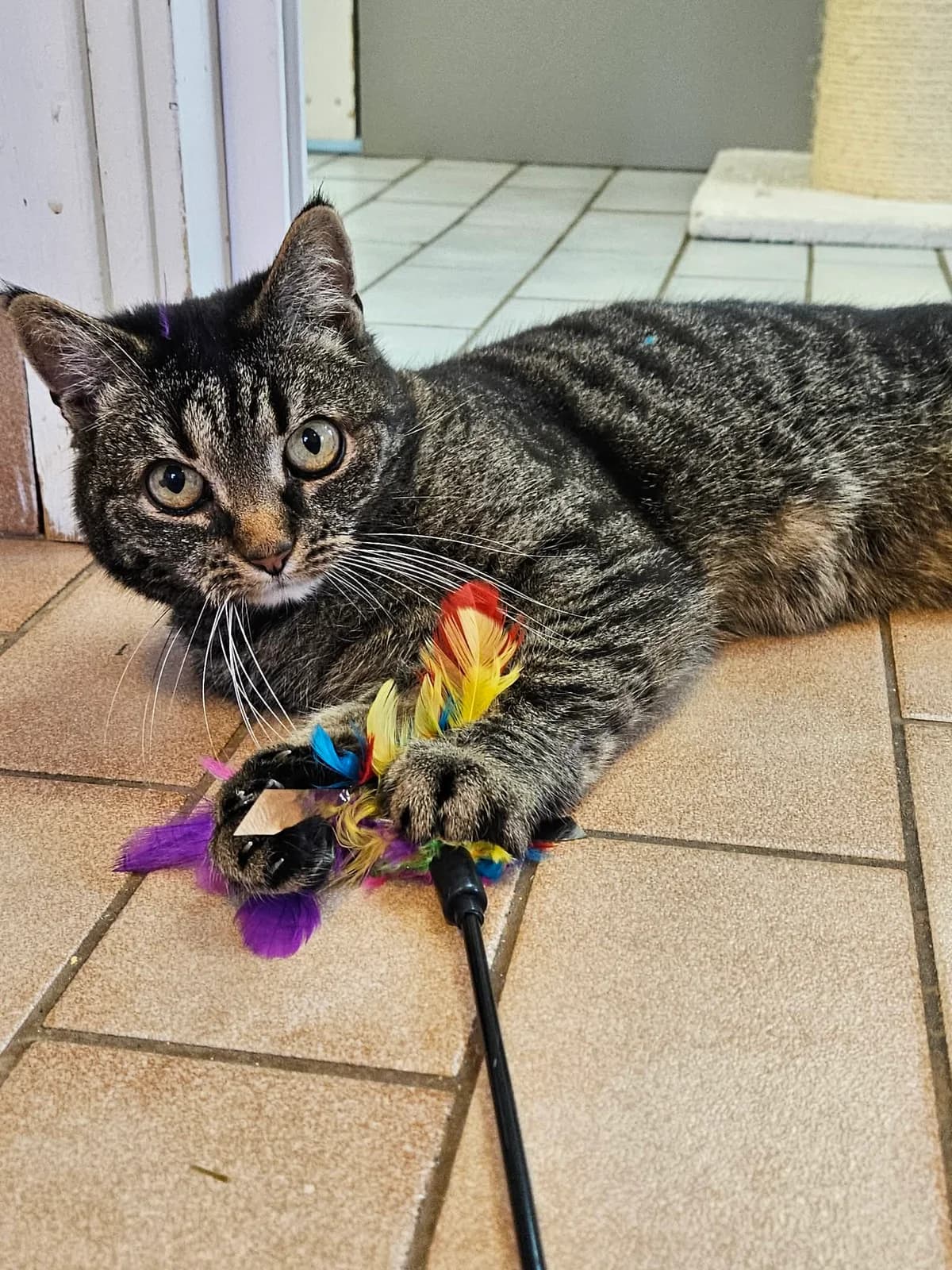 Cupcake, female 5yo Mixed Breed for adoption at Katthemmet Oskarshamn, Oskarshamn