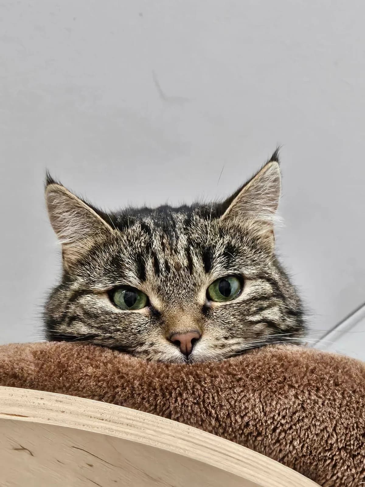 Lilly, female 4yo Mixed Breed for adoption at Katthemmet Oskarshamn, Oskarshamn