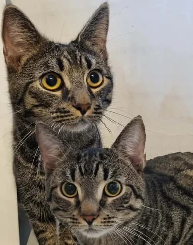 Birger & Börje, male young Mixed Breed for adoption at Katthjälpen Malmö