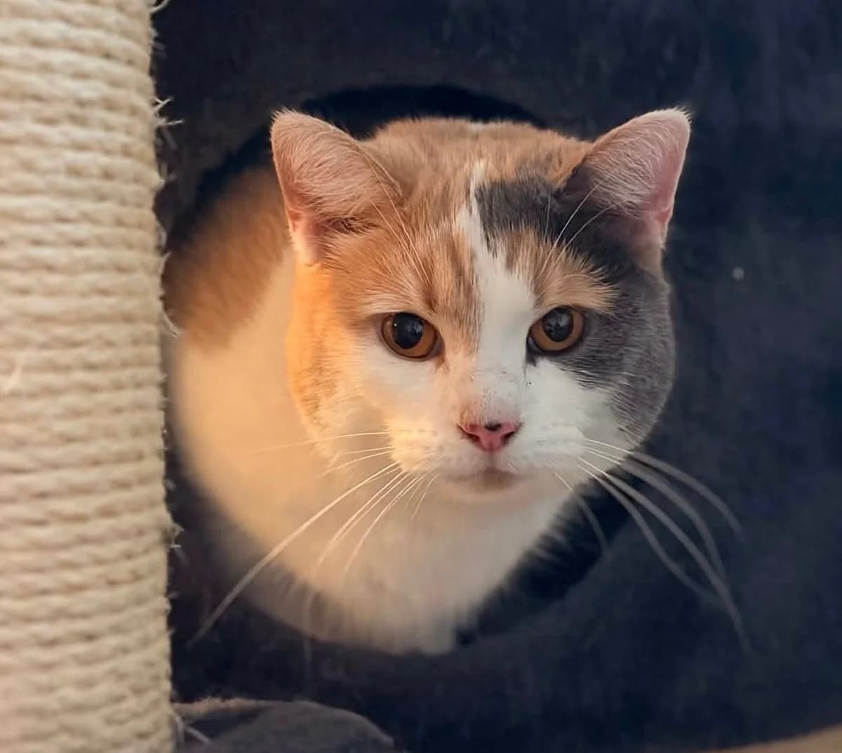 Chanel, female Mixed Breed for adoption at Katthjälpen Malmö