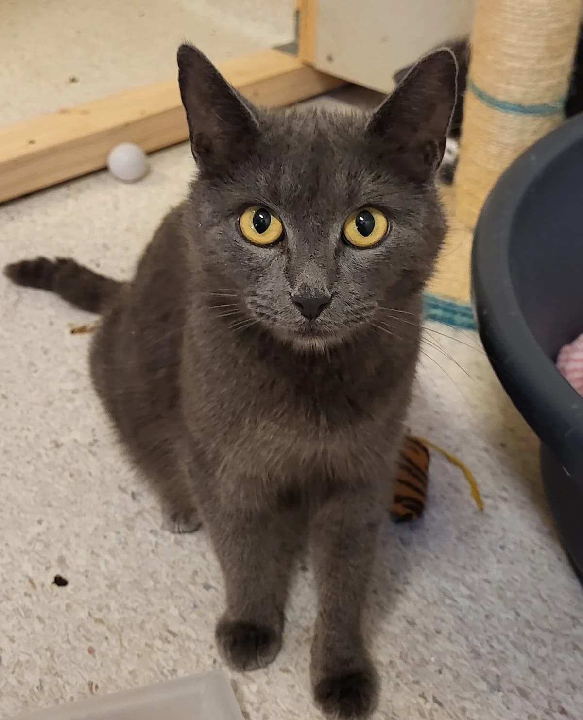 Daenarys Targaryen, female Mixed Breed for adoption at Katthjälpen Malmö