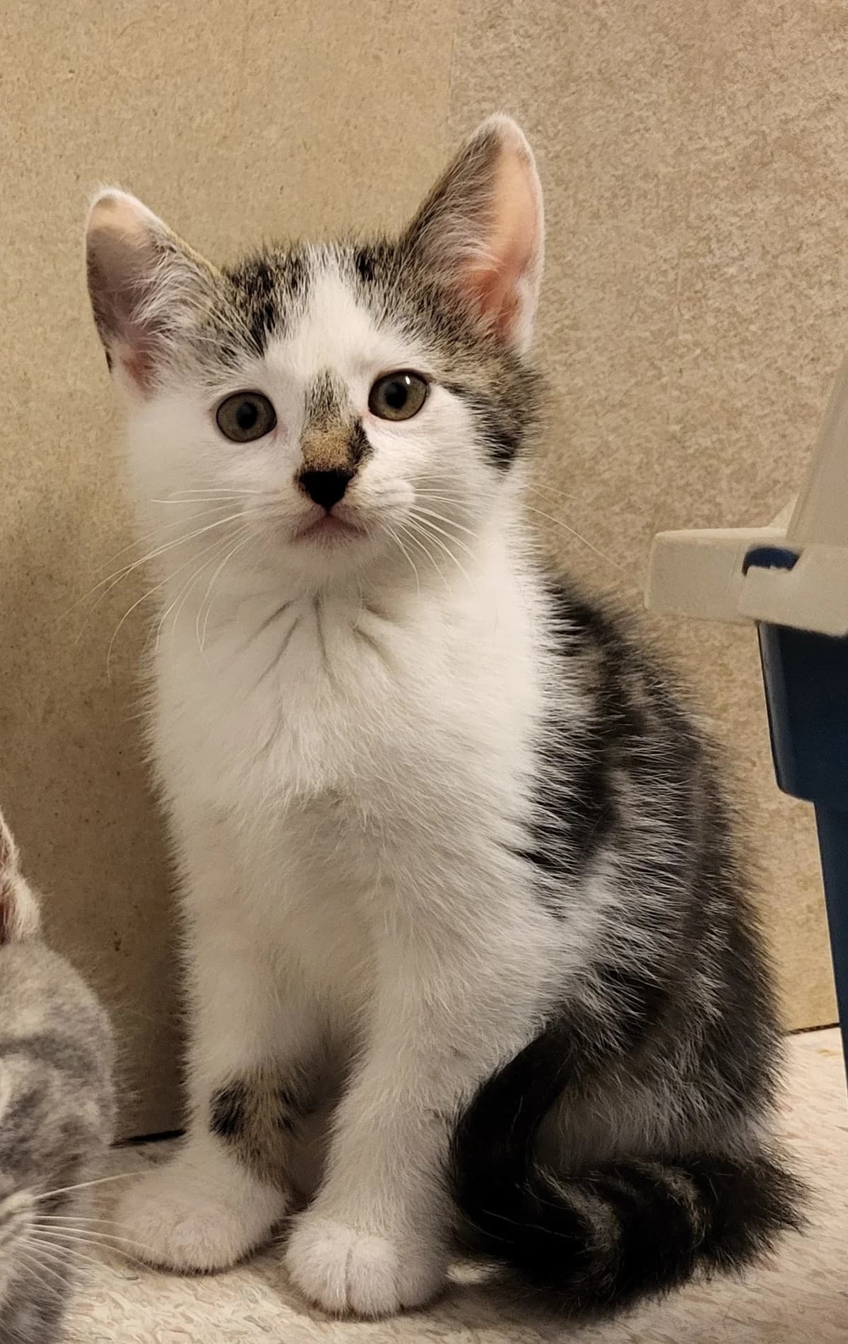 Drogon, male Mixed Breed for adoption at Katthjälpen Malmö