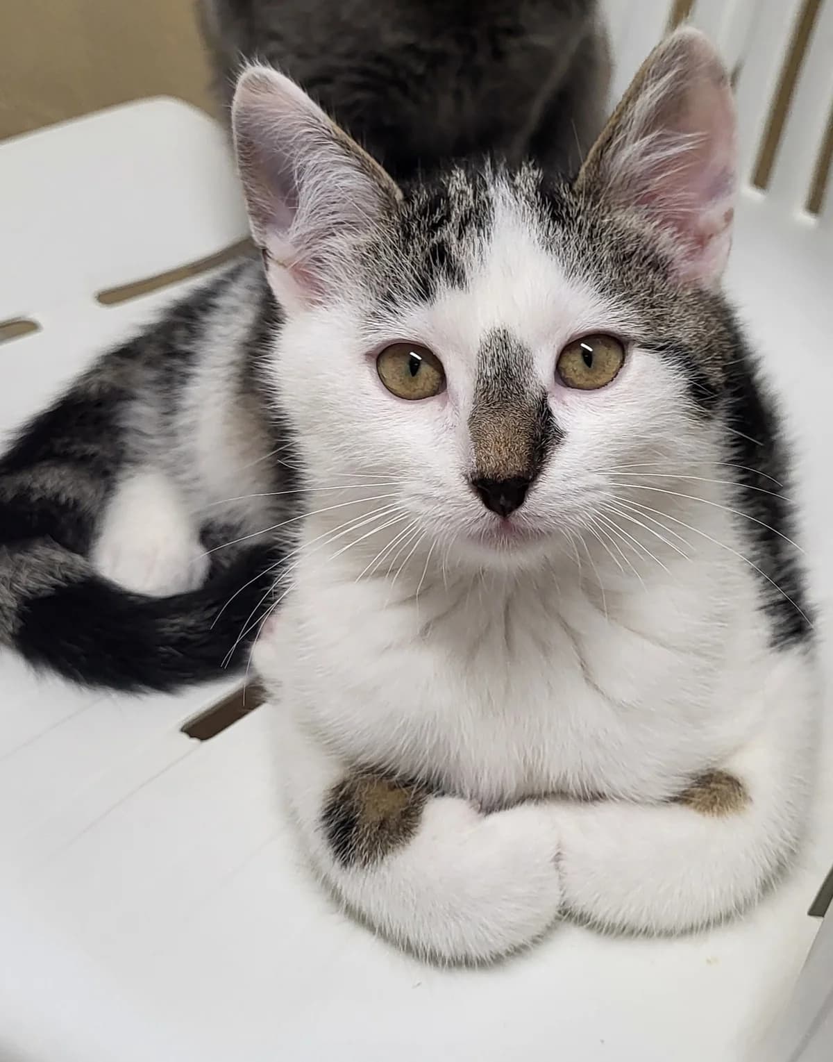 Drogon, male Mixed Breed for adoption at Katthjälpen Malmö