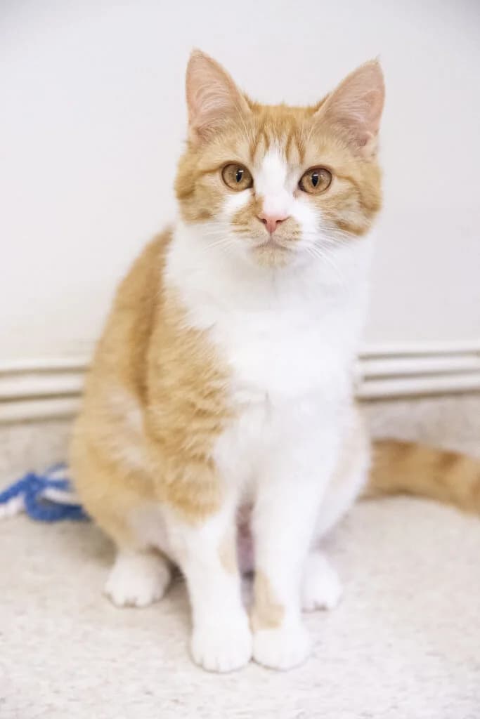 Kajsa, female Mixed Breed for adoption at Katthjälpen Malmö