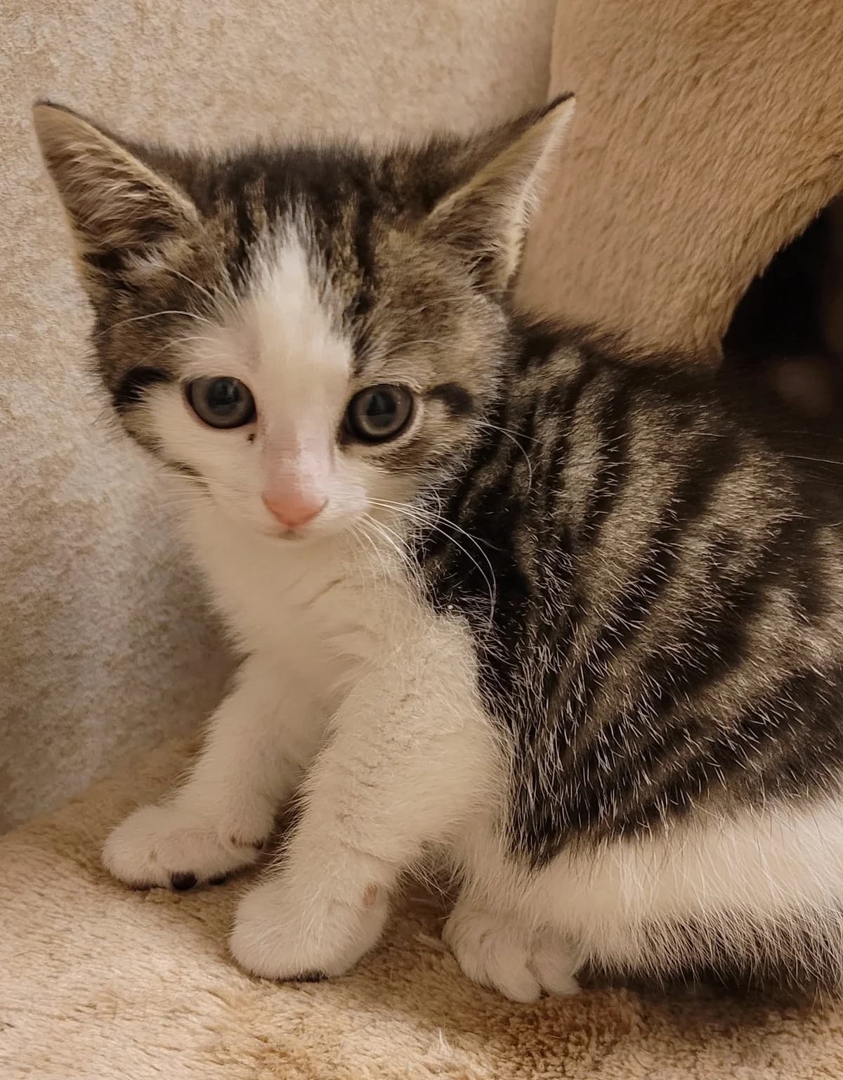 Magnolia, female Mixed Breed for adoption at Katthjälpen Malmö