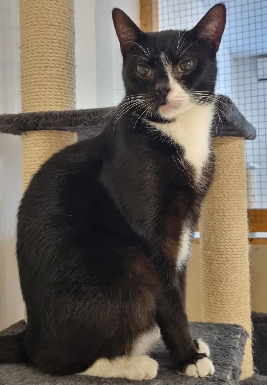Muffe, male 7yo Mixed Breed for adoption at Katthjälpen Malmö