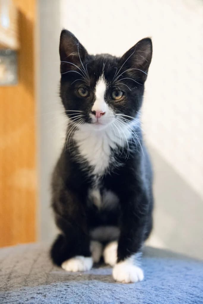 Nacho, male 4yo Mixed Breed for adoption at Katthjälpen Malmö