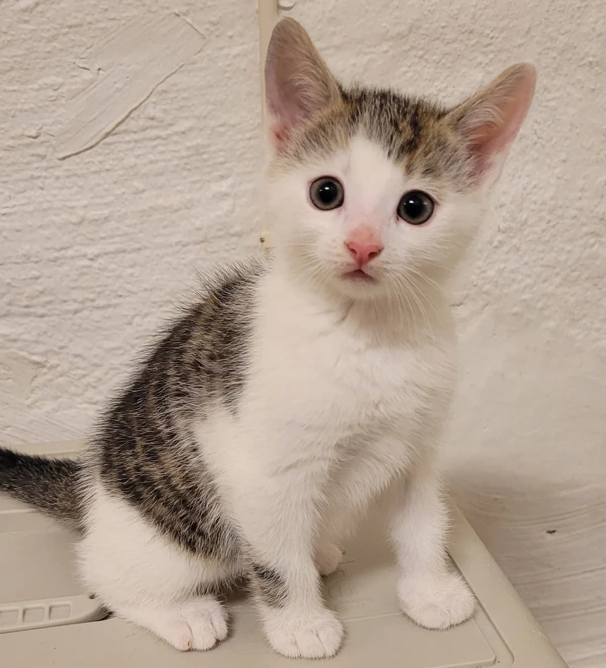 Pion, male Mixed Breed for adoption at Katthjälpen Malmö