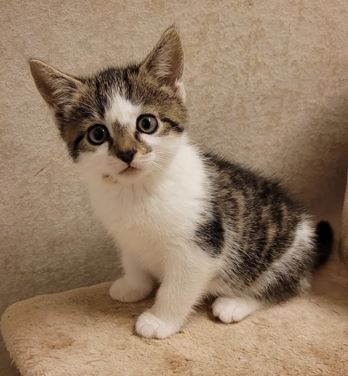 Tulpan, female Mixed Breed for adoption at Katthjälpen Malmö