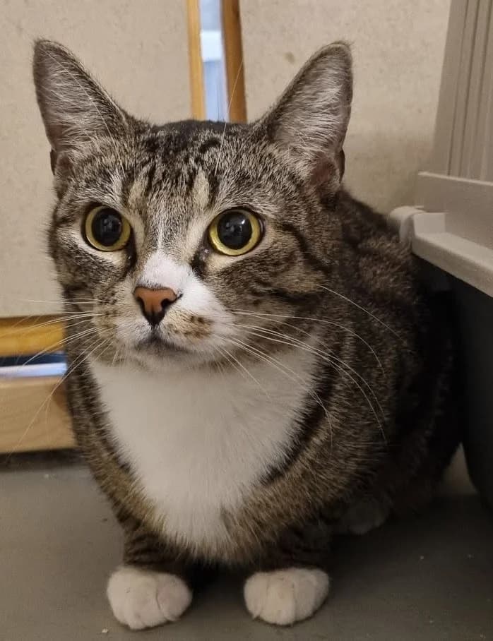 Tussan, female 3yo Mixed Breed for adoption at Katthjälpen Malmö