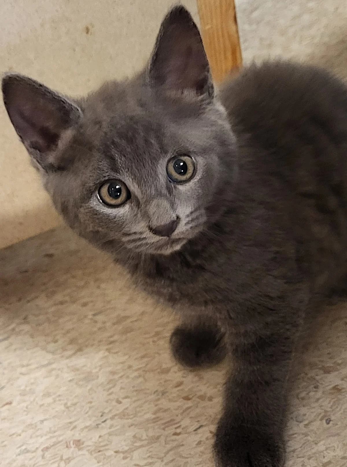 Vaserys, female Mixed Breed for adoption at Katthjälpen Malmö