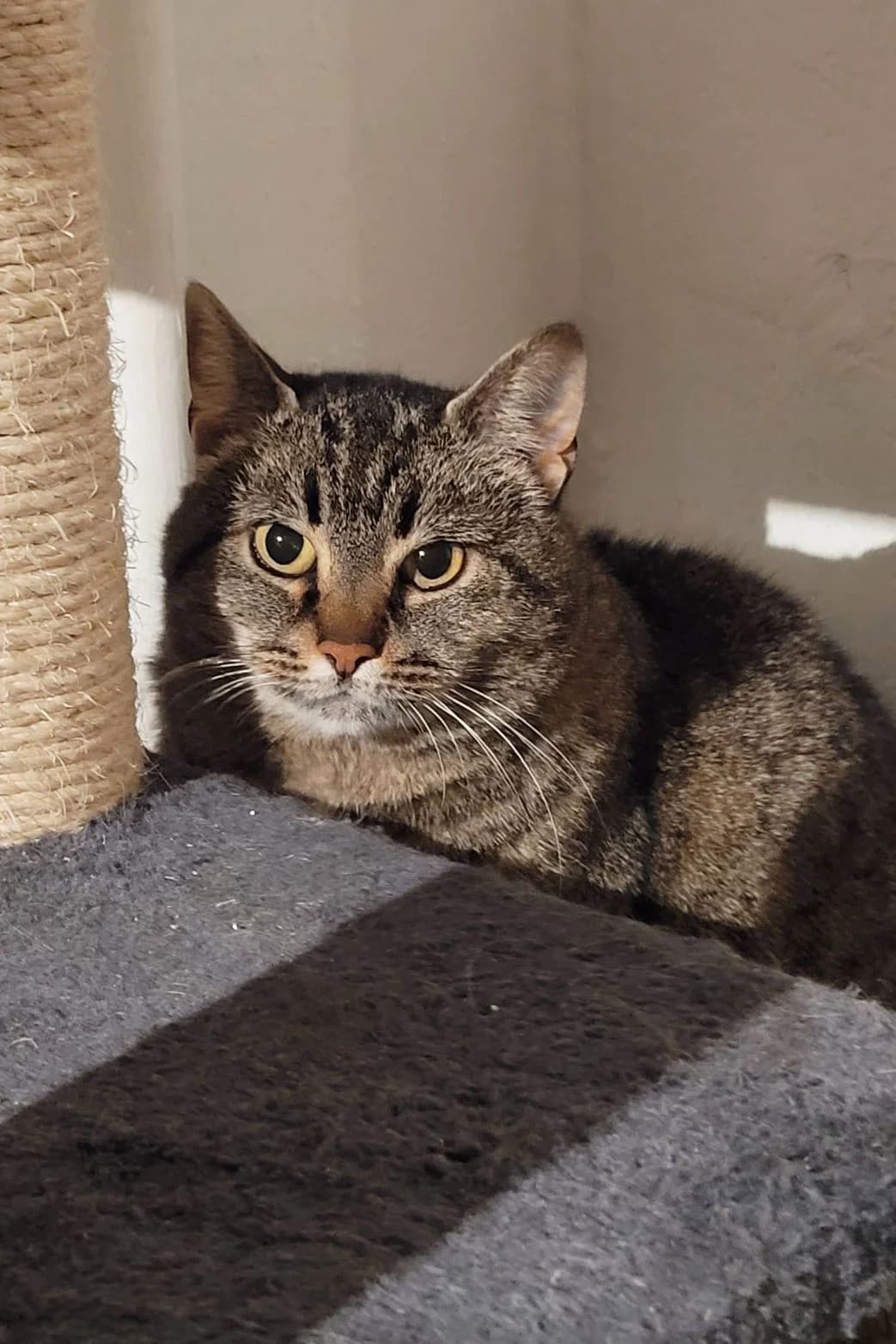 Vera, female 7yo Mixed Breed for adoption at Katthjälpen Malmö