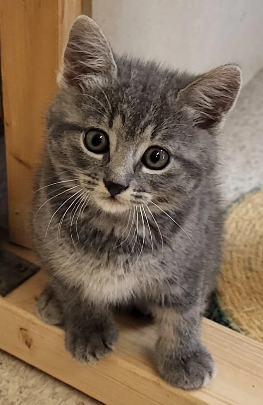 Vhagar, female Mixed Breed for adoption at Katthjälpen Malmö