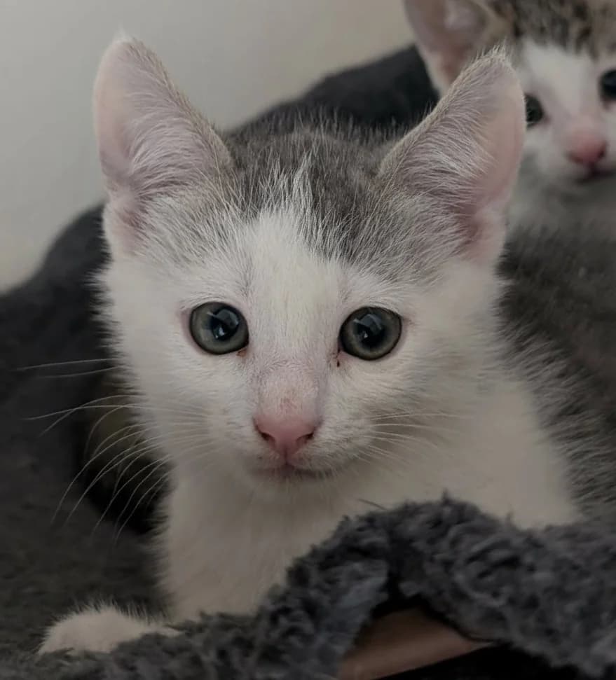 Viol, male Mixed Breed for adoption at Katthjälpen Malmö
