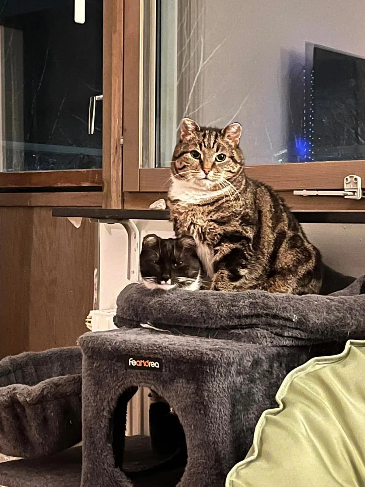 INDRA & EILERT, Mixed Breed for adoption at Kattinorr (Kattakuten)