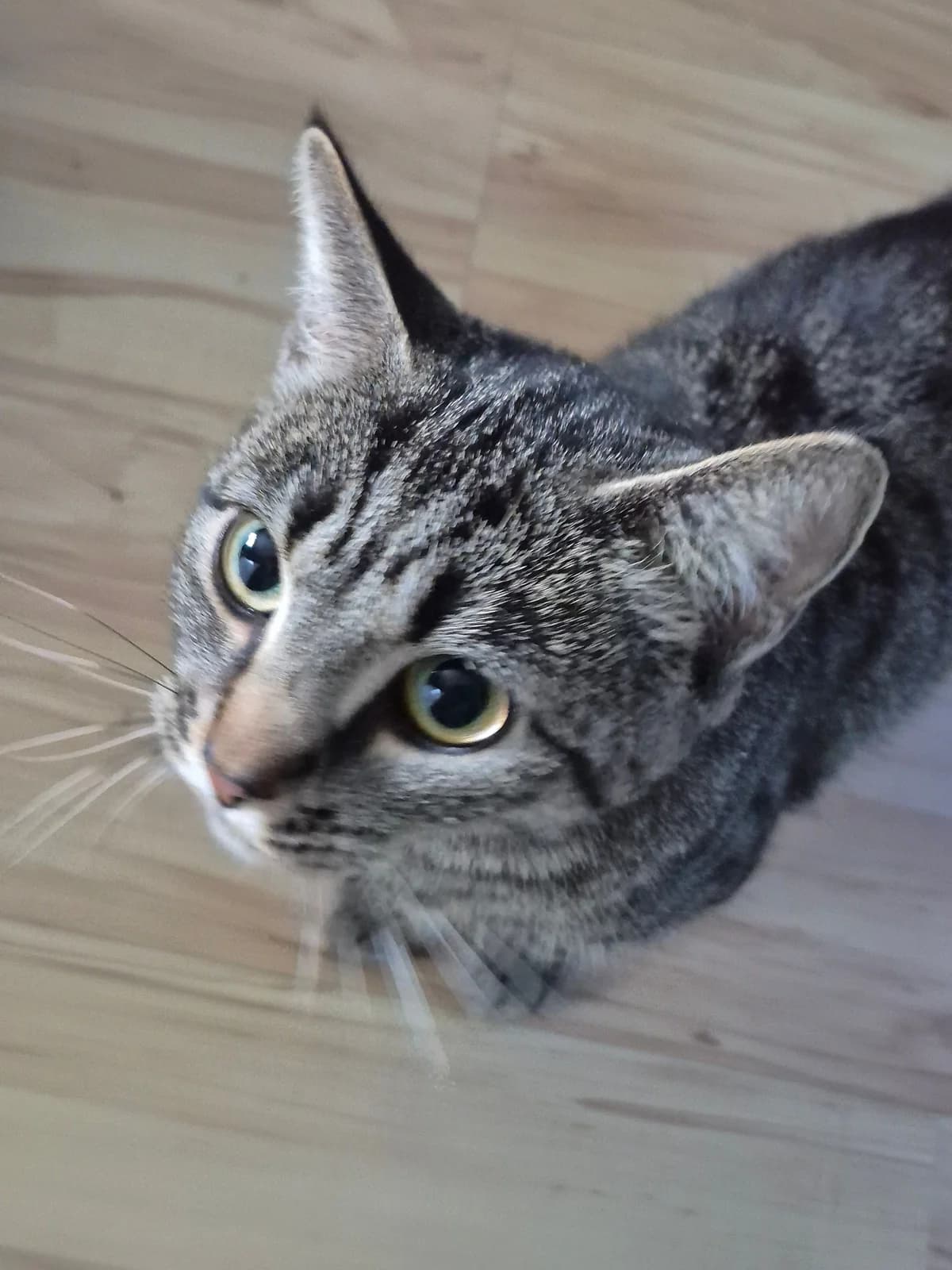 LAMBI & LINNEA, Mixed Breed for adoption at Kattinorr (Kattakuten)