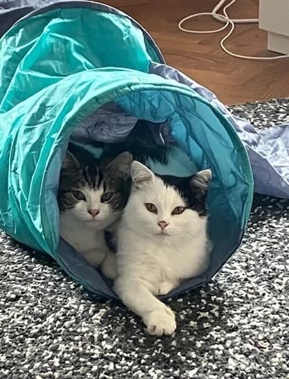 LillPärtan & LilleBeth, Mixed Breed for adoption at Kattinorr (Kattakuten)