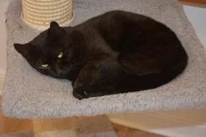 Tesla, male 4yo Mixed Breed for adoption at Kattstallet, Färingsö