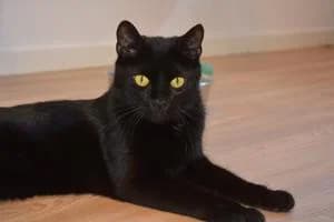 Yama, male 5yo Mixed Breed for adoption at Kattstallet, Färingsö