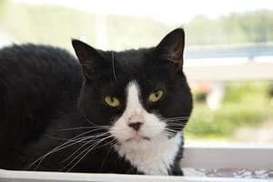 Estelle, female 6yo Mixed Breed for adoption at Kattstallet, Färingsö