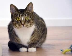 Orisa, female 3yo Mixed Breed for adoption at Kattstallet, Färingsö