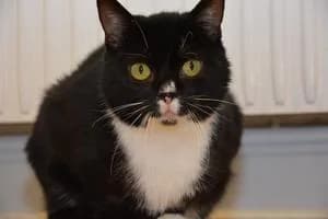 Parvel, male 4yo Mixed Breed for adoption at Kattstallet, Färingsö