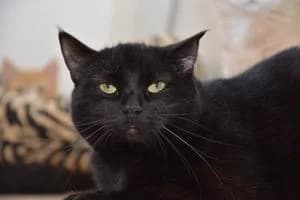 Wilhelm, male 4yo Mixed Breed for adoption at Kattstallet, Färingsö