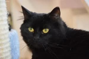 August, male 3yo Mixed Breed for adoption at Kattstallet, Färingsö