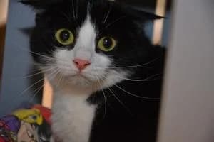 Beata, female 3yo Mixed Breed for adoption at Kattstallet, Färingsö