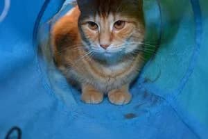 Musse, male 5yo Mixed Breed for adoption at Kattstallet, Färingsö