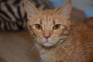 Almada, female 3yo Mixed Breed for adoption at Kattstallet, Färingsö